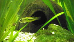 Phänomen Zwergbuntbarsche,oder: Unsere Gro??en Kleinen