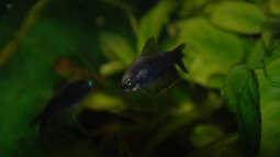 Artvorstellung: Der Kaisersalmler (Nematobrycon palmeri)