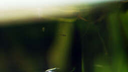 Artvorstellung: Der Kaisersalmler (Nematobrycon palmeri)