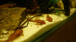 Ancistrus sp. "red Fire" - eine relativ neue Zuchtform stellt sich vor