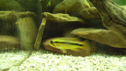 Phänomen Zwergbuntbarsche,oder: Unsere Gro??en Kleinen