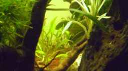 Protokoll Einlaufphase filterloses Becken