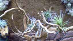 Montag wird mein Traum Wirklichkeit