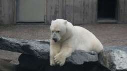 was macht da bazzi ?