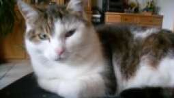 was macht da bazzi ?