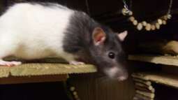 was macht da bazzi ?