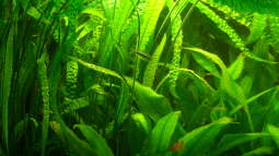 schon mal erwähnt,jetzt folgen bilder