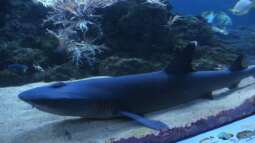 "Wenn die Haie sterben - stirbt das Meer!"