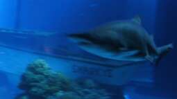 "Wenn die Haie sterben - stirbt das Meer!"