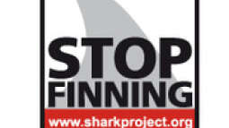 "Wenn die Haie sterben - stirbt das Meer!"