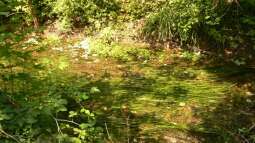 Tropischer Urwaldbach mitten in ??sterreich