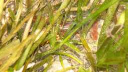 Tropischer Urwaldbach mitten in ??sterreich