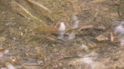 Tropischer Urwaldbach mitten in ??sterreich