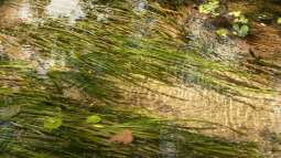 Tropischer Urwaldbach mitten in ??sterreich