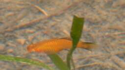 Tropischer Urwaldbach mitten in ??sterreich