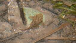 Tropischer Urwaldbach mitten in ??sterreich