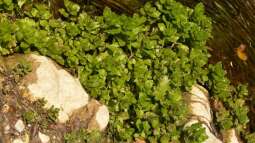 Tropischer Urwaldbach mitten in ??sterreich