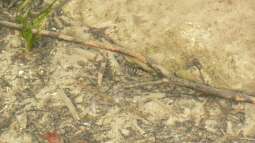 Tropischer Urwaldbach mitten in ??sterreich