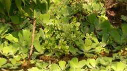 Tropischer Urwaldbach mitten in ??sterreich