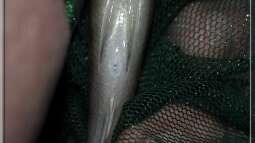 Hilfe zur Erkennung von Protomelas steveni Taiwan benötigt!