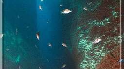 Das TAIWAN REEF im Malawisee