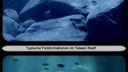 Das TAIWAN REEF im Malawisee