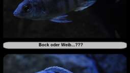 Hilfe zur Erkennung von Protomelas steveni Taiwan benötigt!