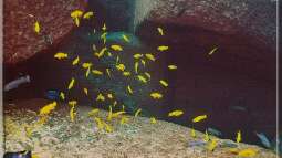 Das TAIWAN REEF im Malawisee