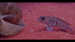 Schneckenbuntbarsche - die kleinen "Künstler" des Tanganjika-Sees...