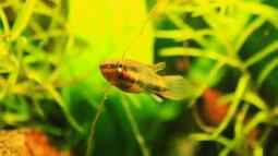 Aphyosemion bitaeniatum, Der vielfarbige Prachtkärpfling !