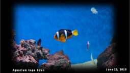 AQUARIUM Cape Town - immer ein Besuch wert
