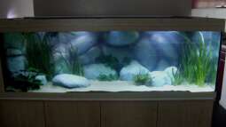 Neues Projekt: Sandcichliden-Becken