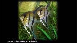 Segelflosser - die zärtlichen Buntbarsche