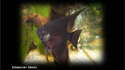 Segelflosser - die zärtlichen Buntbarsche