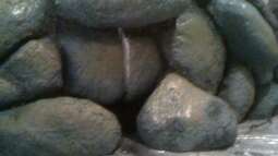 Neues Projekt: Sandcichliden-Becken