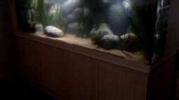 Neues Projekt: Sandcichliden-Becken