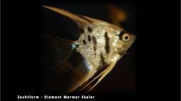 Segelflosser - die zärtlichen Buntbarsche