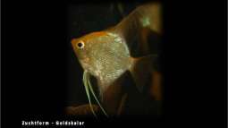 Segelflosser - die zärtlichen Buntbarsche
