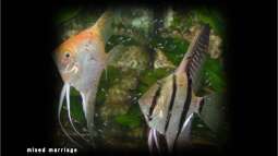 Segelflosser - die zärtlichen Buntbarsche