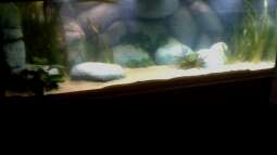 Neues Projekt: Sandcichliden-Becken