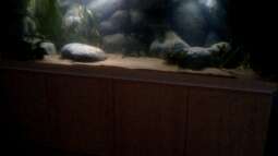 Neues Projekt: Sandcichliden-Becken