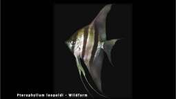 Segelflosser - die zärtlichen Buntbarsche