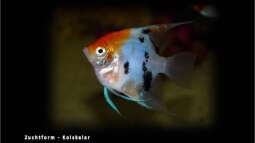 Segelflosser - die zärtlichen Buntbarsche