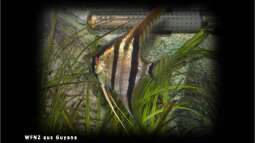 Segelflosser - die zärtlichen Buntbarsche