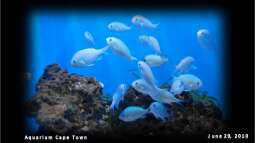 AQUARIUM Cape Town - immer ein Besuch wert