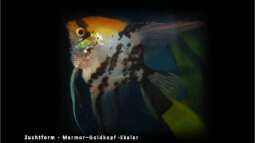 Segelflosser - die zärtlichen Buntbarsche