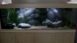 Neues Projekt: Sandcichliden-Becken