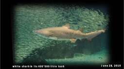 AQUARIUM Cape Town - immer ein Besuch wert