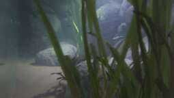 Neues Projekt: Sandcichliden-Becken