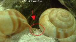 "wie die Karnickel"... *g*